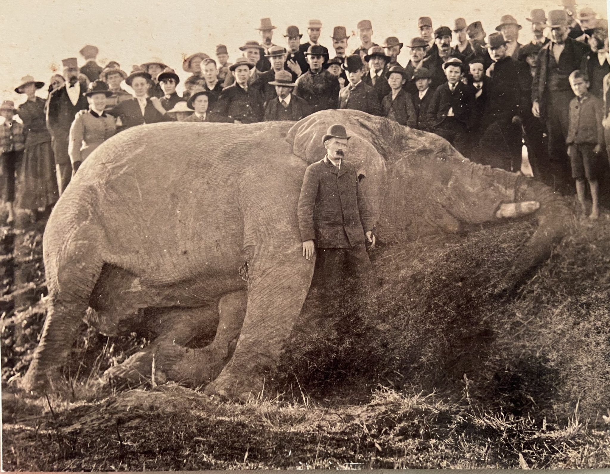 The tale and tragedy of Jumbo the elephant | The Falcon